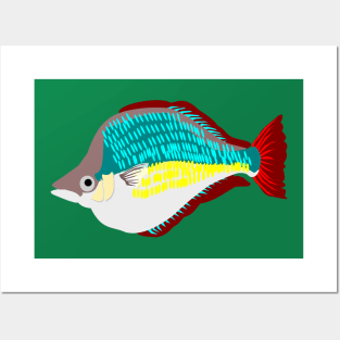 Red Rainbowfish Posters and Art